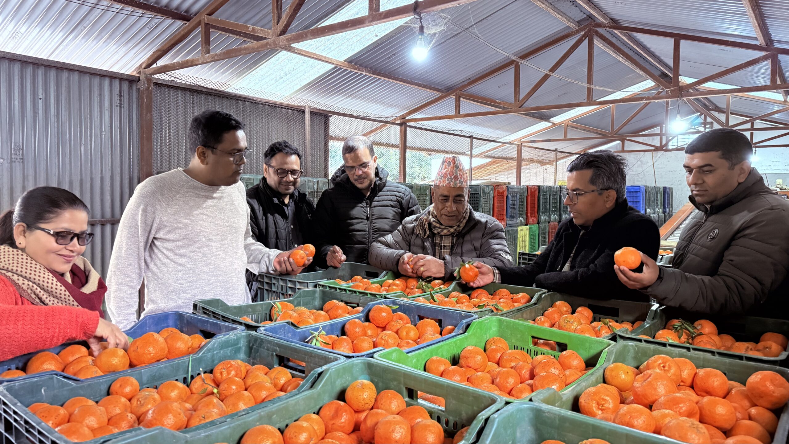 स्याङ्जाका सुन्तला बङ्गलादेश निर्यातको तयारी